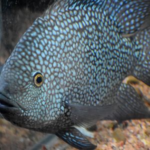 Green Texas Cichlid
