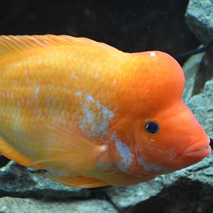Red Devil Cichlid