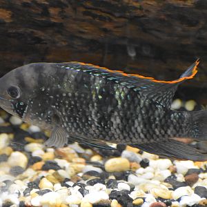 Green Terror Cichlid