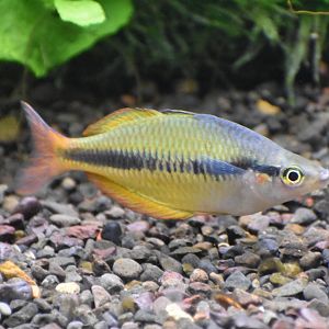 Lake Tebera Rainbowfish