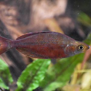 Red Rainbowfish