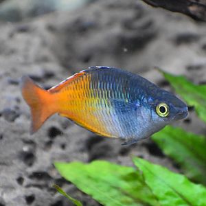 Boesemani Rainbowfish