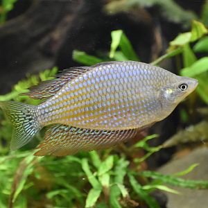 Rainbowfish ID