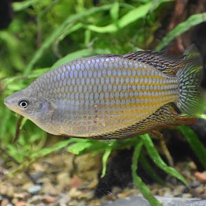 Rainbowfish ID