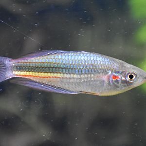 Crimson-spotted Rainbowfish