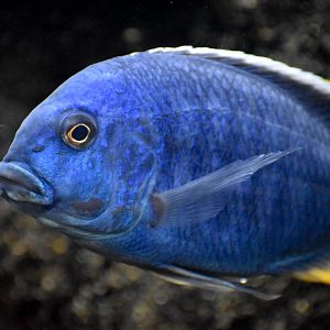 Cichlid ID