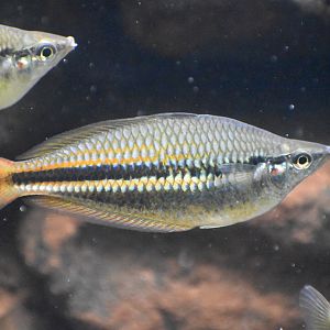 Banded Rainbowfish