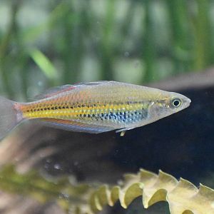 Rainbowfish ID