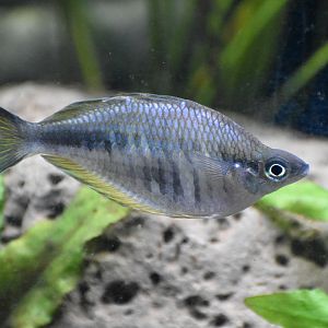 Rainbowfish ID