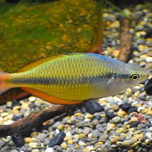 Rainbowfish ID