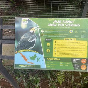 javan pied myna signage - aviary park