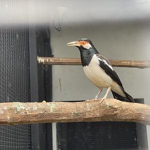 javan pied myna (gracupica jalla) - aviary park