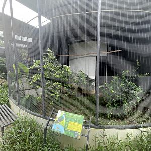 nicobar pigeon aviary - aviary park