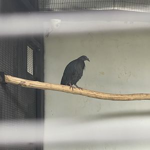 nicobar pigeon (caloenas nicobarica) (1) - aviary park
