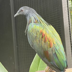 nicobar pigeon (caloenas nicobarica) (2) - aviary park