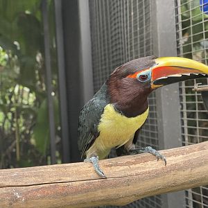 green aracari (pteroglossus viridis) (1) - aviary park