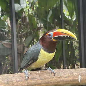 green aracari (pteroglossus viridis) (2) - aviary park