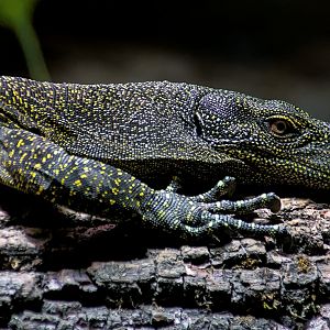 Crocodile monitor (Varanus salvadorii)