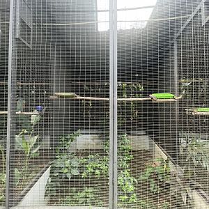 west african pied hornbill aviary - aviary park