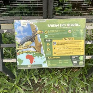 african pied hornbill signage (mislabeled/inaccurate) - aviary park