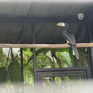 west african pied hornbill (lophoceros semifasciatus) - aviary park