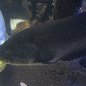 Reticulated knifefish (Papyrocranus afer)