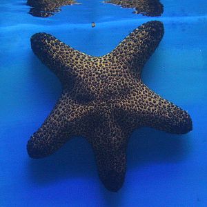 Blunt-arm sea star (Pentaster obtusatus)