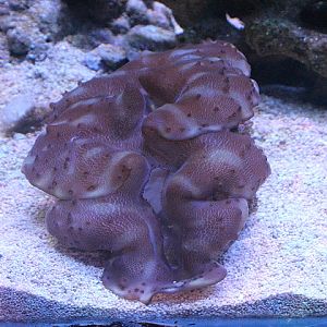 Small giant clam (Tridacna maxima)