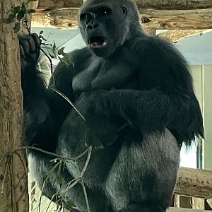 Male Western Lowland Gorilla, Kiondo