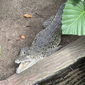 Cuban Crocodile