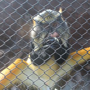 Fire-bellied mona monkey (Cercopithecus wolfi pyrogaster)