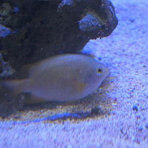 Ambon damsel (Pomacentrus amboinensis)