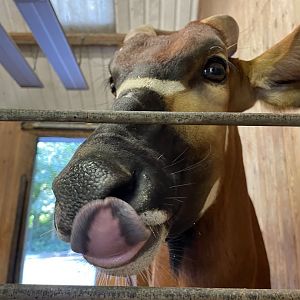 Female Mountain Bongo Close-up