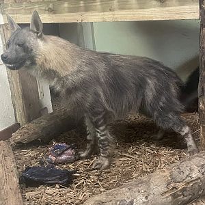 Male Brown Hyaena, Quinn