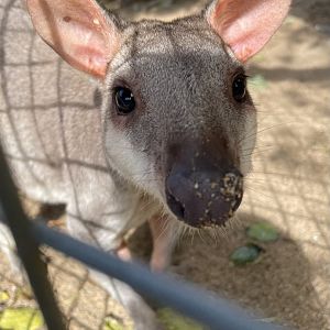 Dusky Pademelon Close-up