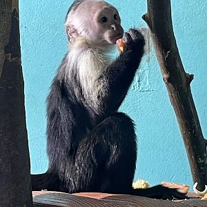 Young White-Throated Capuchin