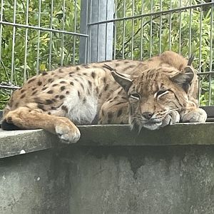 Male Carpathian Lynx, Onyx