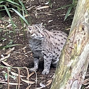 Female Fishing Cat, Freya