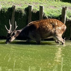 Philippine Spotted Deer