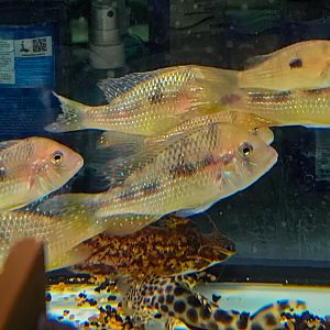 Gymnogeophagus caaguazuensis