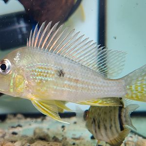 "Suriname" Eartheater (Geophagus altifrons Río Xingu)