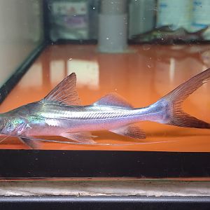 Laulao (Brachyplatystoma vaillantii 'Suriname')