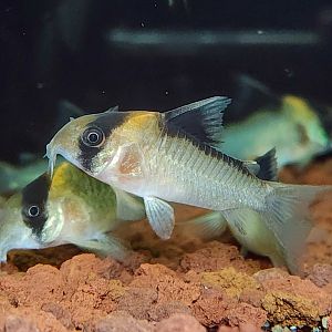 Rosy Opercle Cory (Hoplisoma cf. burgessi "C121")