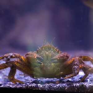 Hairy Helmet Crab (MaST Aquarium)