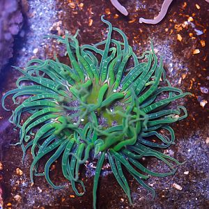 Green Burrowing Anemone (MaST Aquarium)