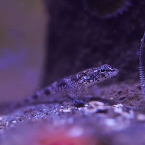 Sturgeon Poacher (juvenile) (MaST Aquarium)