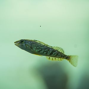 White Spotted Greenling (juvenile) (MaST Aquarium)