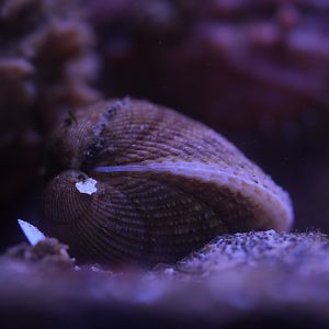 Nuttall's Cockle (MaST Aquarium)