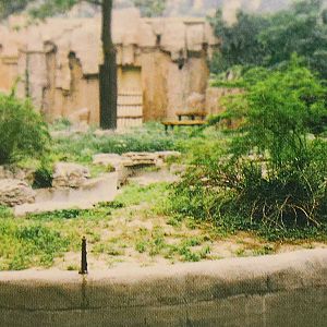Gorillas at Beijing Zoo (early 1990s)