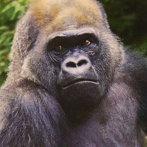 Gorilla Nior (At the beginning of this century)